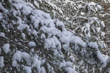 Kar taneli çam dalları