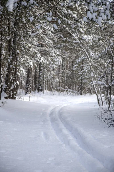 Esquí Bosque Pinos Nevado —  Fotos de Stock