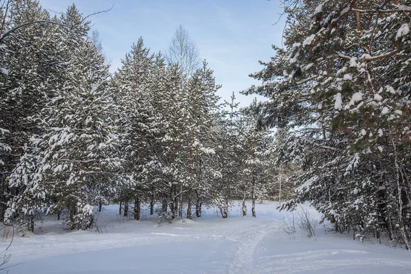 Зима Сосновый Лес Белом Снегу — стоковое фото