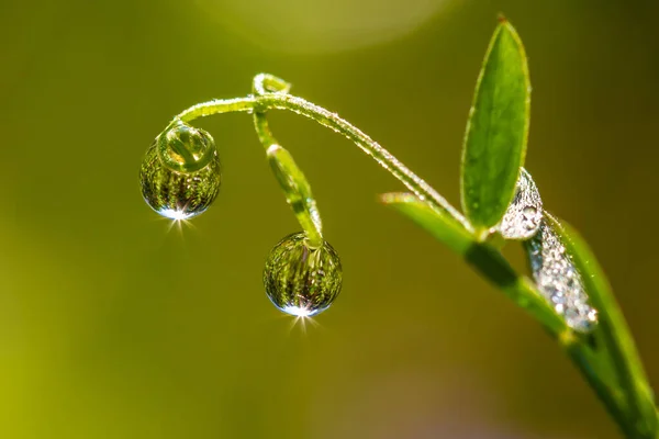 Tautropfen Stiel Der Pflanze — Stockfoto