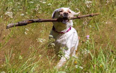 Dişinde sopa olan bir Labrador.