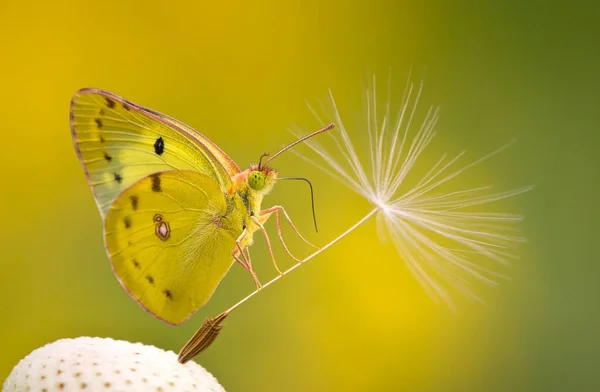 Karahindiba çiçeğinin üzerindeki güzel kelebek