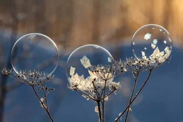 Мыльные Пузыри Стебле Растения — стоковое фото
