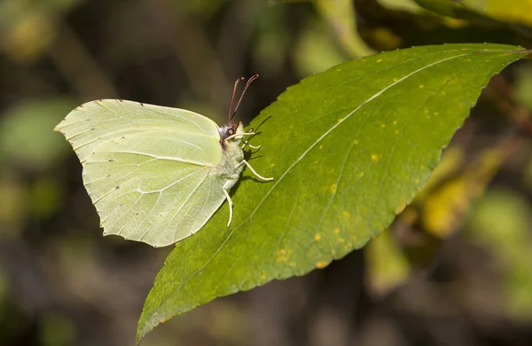 Una Mariposa Blanca Sobre Pétalo Una Planta —  Fotos de Stock