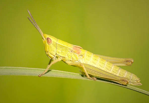 Grasshopper Grass Stalk — Stock Photo, Image