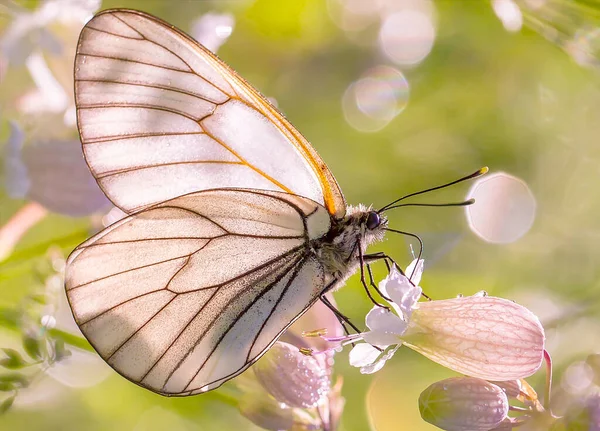 花に美しい蝶 — ストック写真