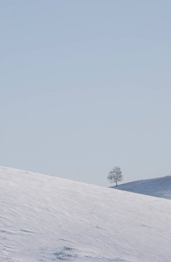 Tepenin tepesinde yalnız bir ağaç