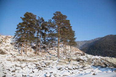 Altai 'deki bir dağ sırasındaki çam ağaçları