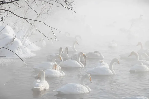 Лебеди Озере Суан — стоковое фото