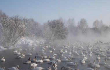 Beyaz kuğular Altai Dağlarında Kuğu Gölü 'nde