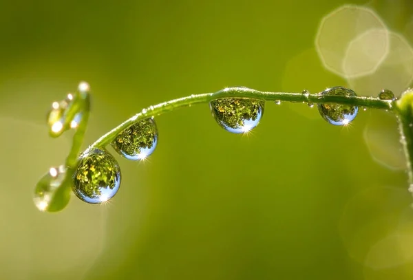 植物の茎に露が落ちる — ストック写真