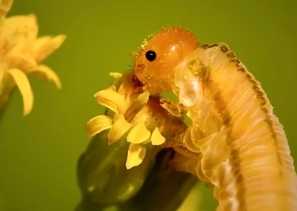 花の芽のキャタピラー — ストック写真