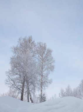 Mavi gökyüzüne karşı kardaki huş ağaçları