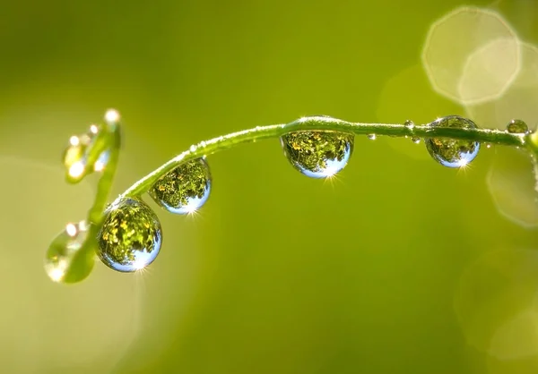 植物の茎に露が落ちる — ストック写真