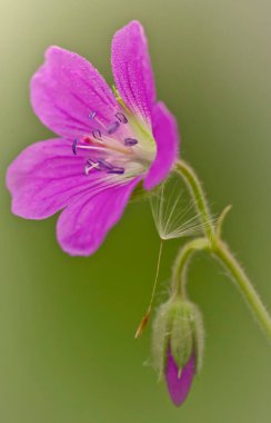 Karahindiba tohumlu güzel çiçek