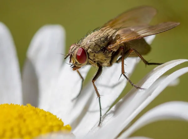 Eine Fliege Auf Einer Gänseblümchenblume — Stockfoto