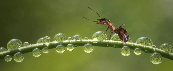 露が落ちた草の茎にアリ — ストック写真