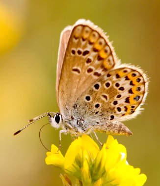 Güzel bir çiçeğin üzerinde bir kelebek