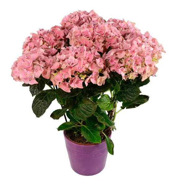 Hortensias rosadas en maceta — Foto de Stock