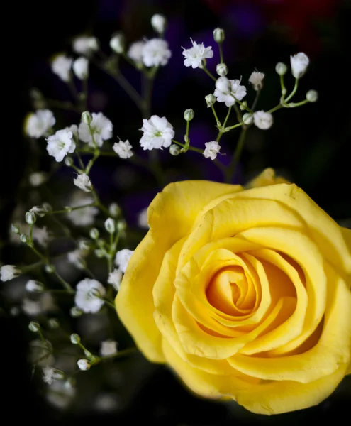 Bouquet de roses jaunes — Photo