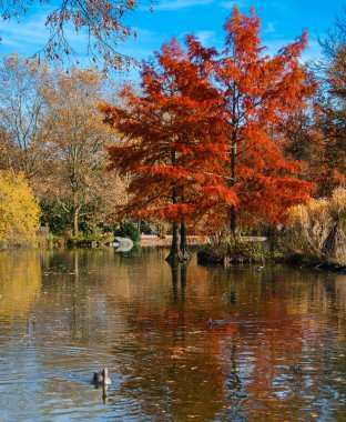 Sonbahar parkı manzarası