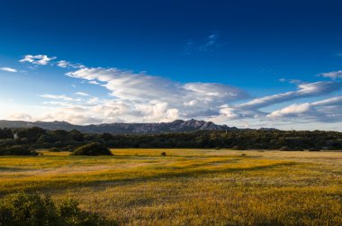 gün batımında dağlarının bir arka plan üzerine çiçek alanı