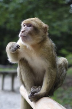 Barbary macaque in wildleif clipart