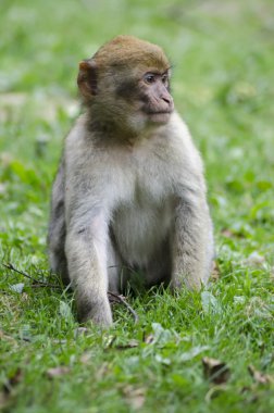 Wildleif Barbary makak