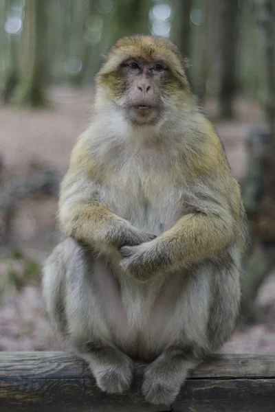 Macaco berberisco en estado salvaje — Foto de Stock