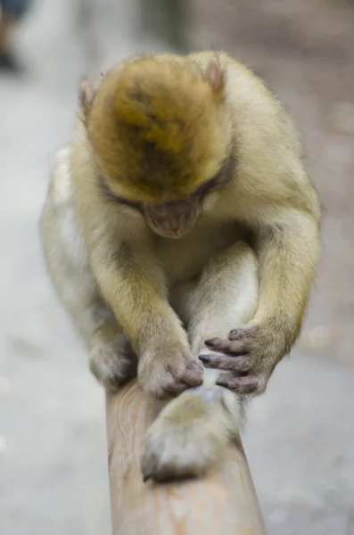 Macaco berberisco en estado salvaje — Foto de Stock