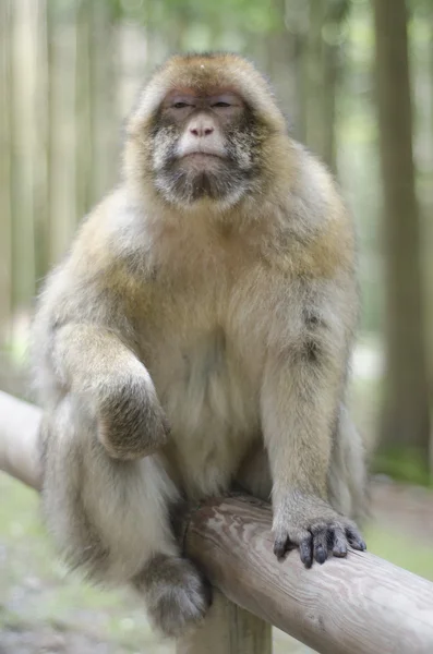 Berberaap in wildleif — Stockfoto