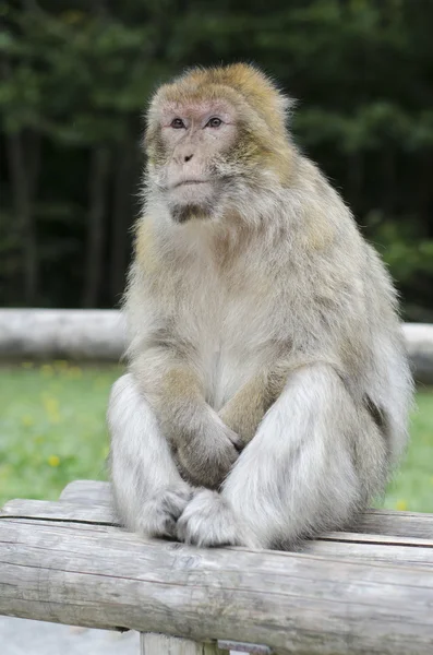 Berberaap in wildleif — Stockfoto