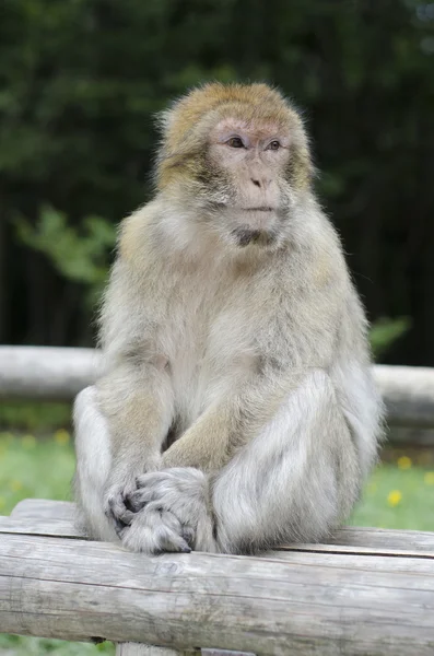 Macaco bárbaro em Wildleif — Fotografia de Stock