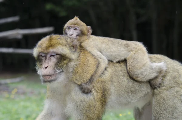 Macaco berberisco en estado salvaje — Foto de Stock