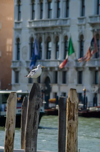 Seagull Standing And Watching, Venecia Italia — Foto de Stock