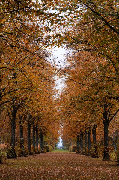 Аллея в осеннем парке — стоковое фото