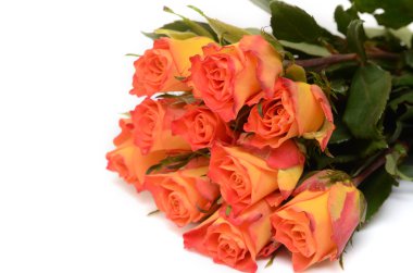 Beyaz üzerine izole edilmiş sarı güller..