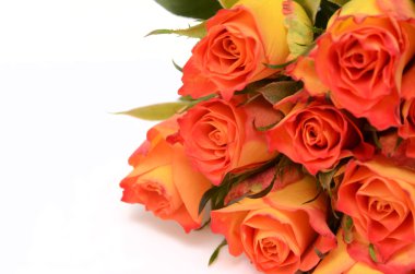 Beyaz üzerine izole edilmiş sarı güller..