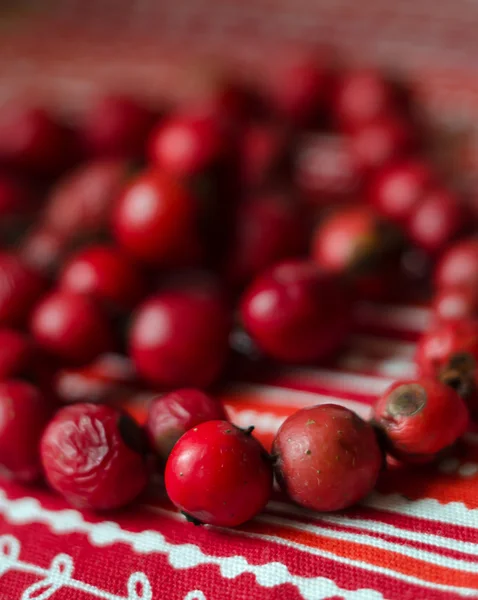 Kutya rose bogyókat piros gyöngyök — Stock Fotó