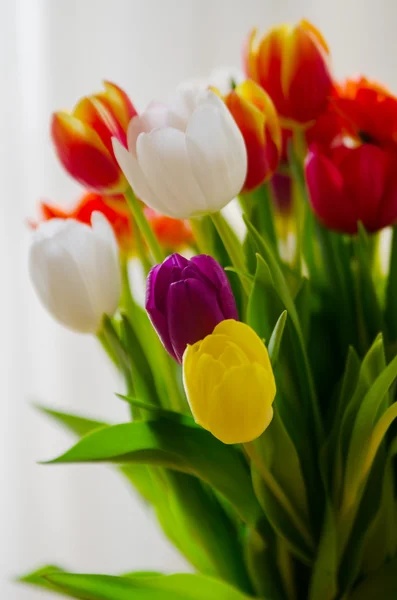 Húsvéti tulipán csokor Stock Fotó
