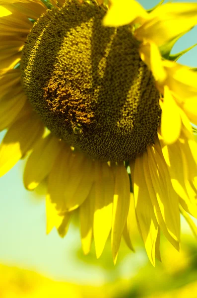 Close-up yellow sunflower — Stock Photo, Image