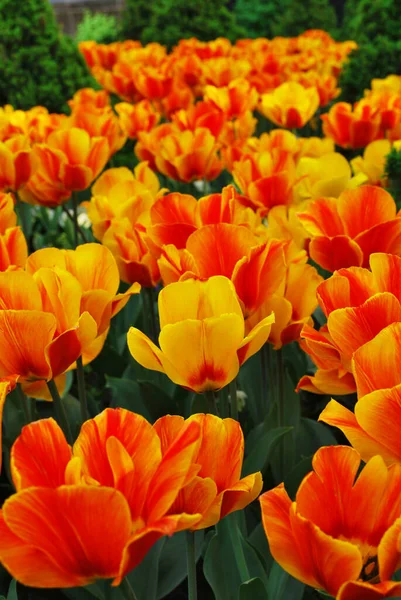 Campo Tulipani Tulipani Carino Tulipani Colorati Petali Tulipani Incredibili Tulipano — Foto Stock