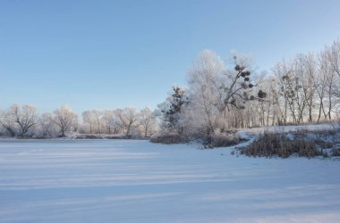 Karlı ağaçlı bir manzara. Donmuş Göl.