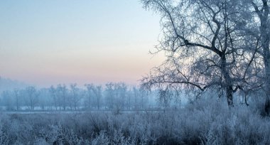 Kış gündoğumu ve yamaçta bir ağaç. Muhteşem kış manzarası. Güneş doğarken donmuş karlı ağaçlar. Noel tatili geçmişi