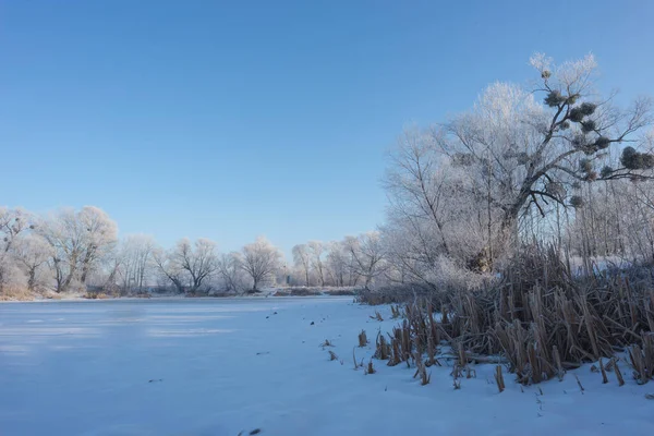 Karlı ağaçlı bir manzara. Donmuş Göl.