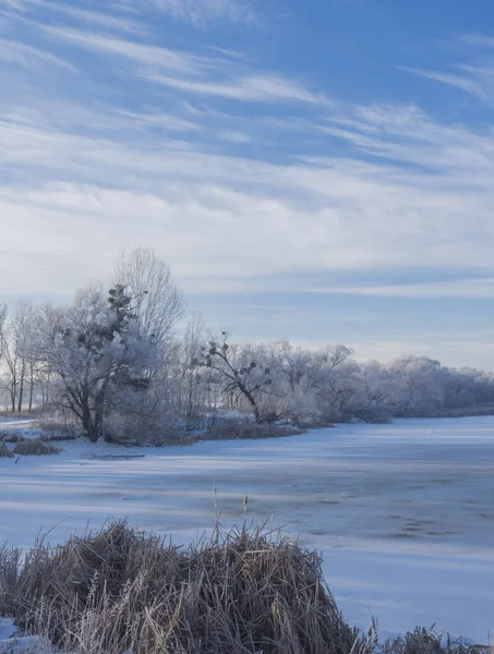 Karlı ağaçlı bir manzara. Donmuş Göl.