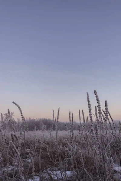 Alba Invernale Albero Pendio Fantastico Paesaggio Invernale Alberi Innevati Congelati — Foto Stock