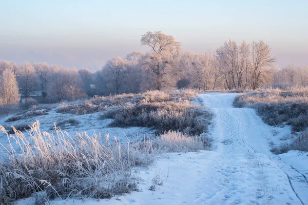 Buzlu ağaçların arasındaki köy yolu. Güneşli bir günde kış ormanı. Karla kaplı yol