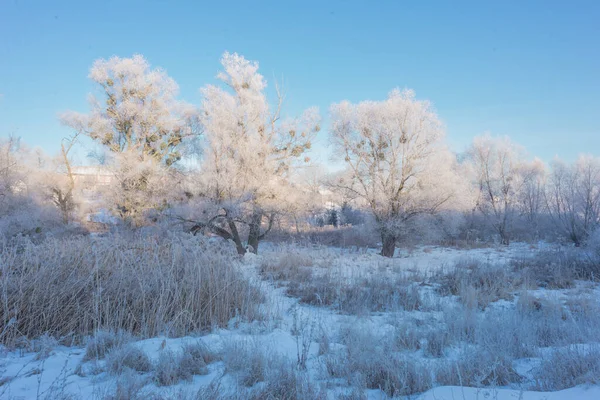 winter sunrise and a tree on a slope. Fantastic winter landscape. frozen snowy trees at sunrise. Christmas holiday background