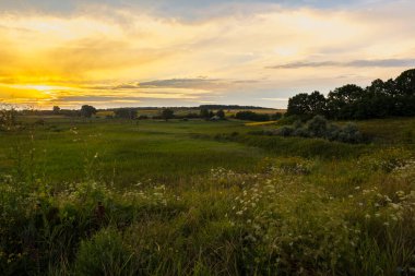 Güneş ışığında yabani otları sallayan güzel bir yaz günbatımı kırsal çayırlarda ya da kırsal alanlarda. panorama manzarası güneş, orman ve çayır ile